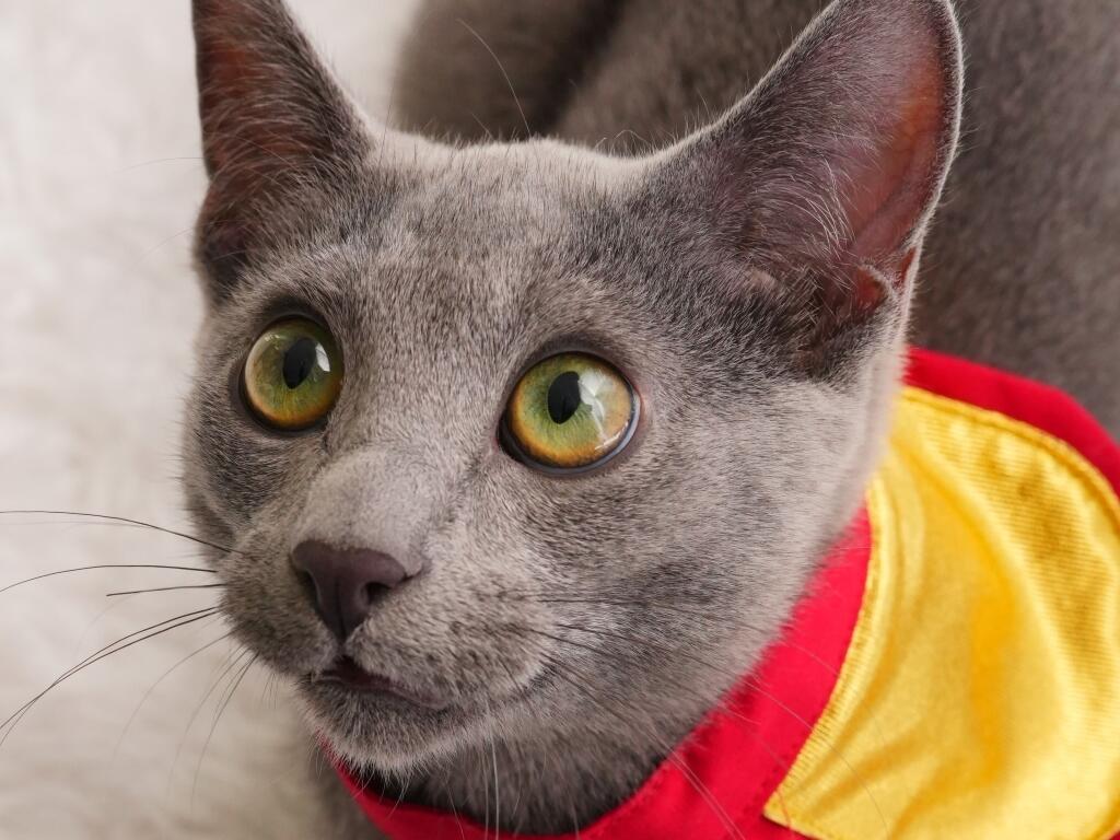 2980円 にゃんきゅっぱ えびす