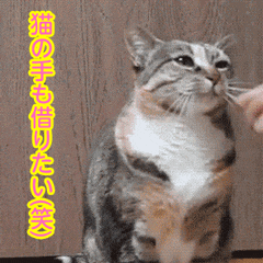 バナー広告